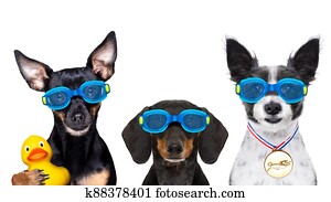 כלב, שחה משקפי מגן, ב, צרף