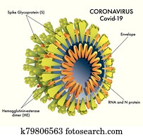 coronavirus structure coronavirus structure