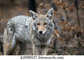 Coyote Coyote