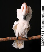 Excited Puffy Moluccan Cockatoo