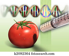 Genetically modified tomato Genetically modified tomato