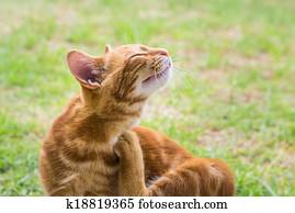 Gingert cat scratching Gingert cat scratching