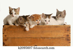 lixo, de, cinco, gatinhos