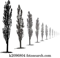 Poplars Trees Poplars Trees