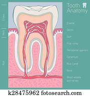 tooth medical anatomy with words
