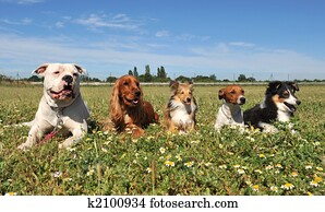 five dogs five dogs
