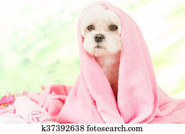 Little dog at spa Little dog at spa