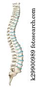 Spine diagram showing back pain Spine diagram showing back pain