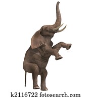 huge elephant huge elephant