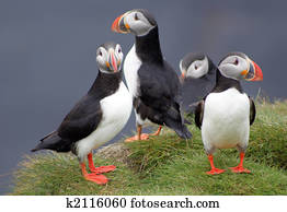 puffins, em, islândia