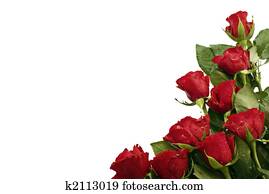 Red Roses Red Roses