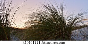 Dune grass