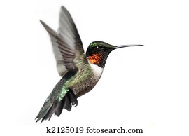 Isolated Ruby-throated Hummingbird Isolated Ruby-throated Hummingbird