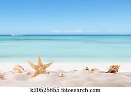 verão, praia, com, strafish, e, conchas