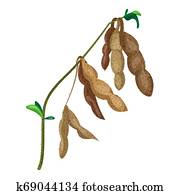 Bitter gourd economic importance picture