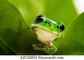 Frog peeking out