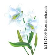 lily lily