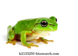 Little tree-frog on white background Little tree-frog on white background