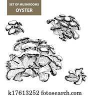 Mushrooms. Oyster. Mushrooms. Oyster.