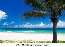 Palm tree on a tropical beach