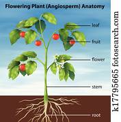 Diagram showing process of photosynthesis Clipart | k48855883 | Fotosearch