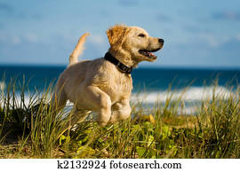 Puppy jumping on the beach