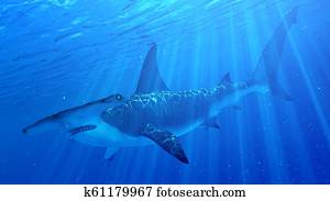 a, כריש של האמארהאיד