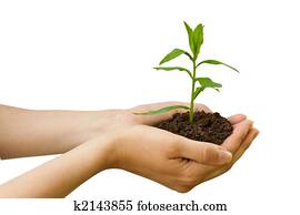 agriculture. plant in a hand agriculture. plant in a hand