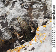 Crimean rock lizard