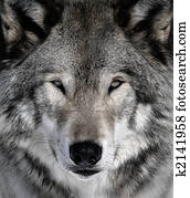 Gray Wolf Gray Wolf