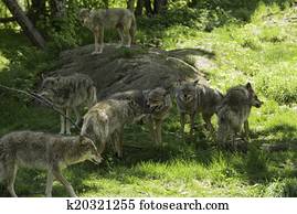 Howling coyotes Howling coyotes