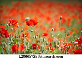 campo, com, papoulas