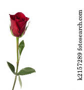 Single red rose Single red rose