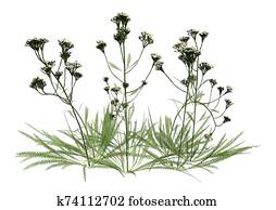 Yarrow Stock Illustration | Our Top 33 Yarrow Images | Fotosearch