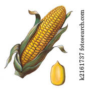 Corn Corn