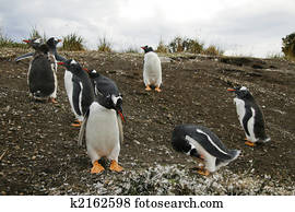 Gentoo pingiun colony