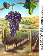Grape and vineyard Grape and vineyard