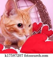 valentine, gato
