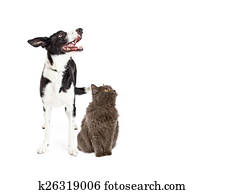 Cat and Dog Looking Up Into Blank Copy Space
