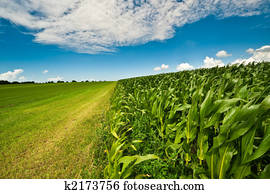 Corn on farmland in summer