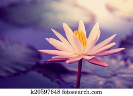 Lotus Lotus