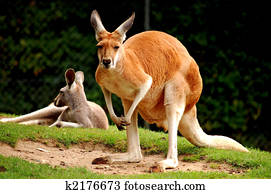Red Kangaroo Red Kangaroo