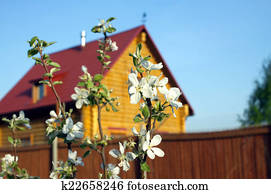 Holzbank, hewn, von, baumstamm, in, frühling, landgarten, mit, weiß