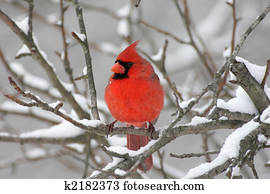 Cardinal In Snow Cardinal In Snow