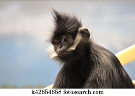 Francois Langur サル 画像コレクション K Fotosearch