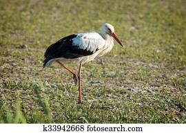 Portrait of a white stork