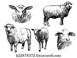 sheep, ilustrações