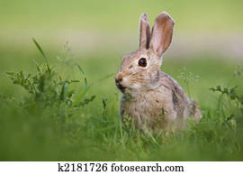 Wild rabbit Wild rabbit