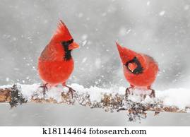 Cardinals In Snow Cardinals In Snow
