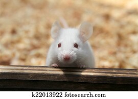 Haus Maus Stock Fotos | 1000+ Haus Maus Bilder | Fotosearch